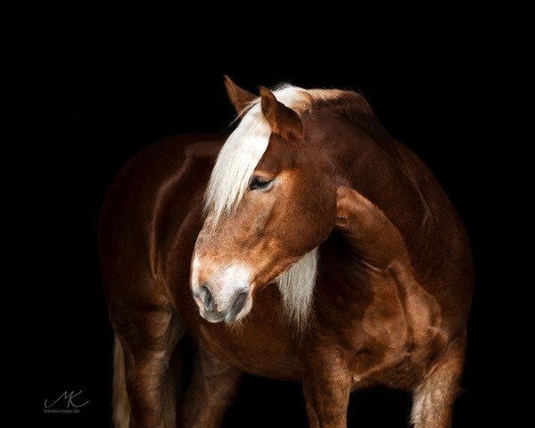 dressage horse Salitos (South German draft horse, 2016, from Sribery)