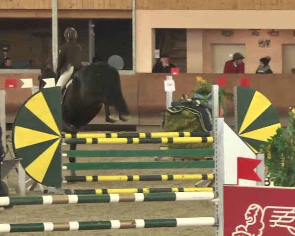 Reitturnier Dettingen 2016