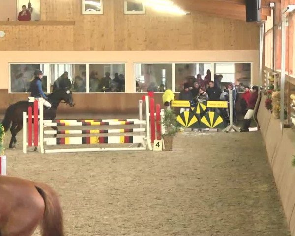 Reitturnier Dettingen 2016