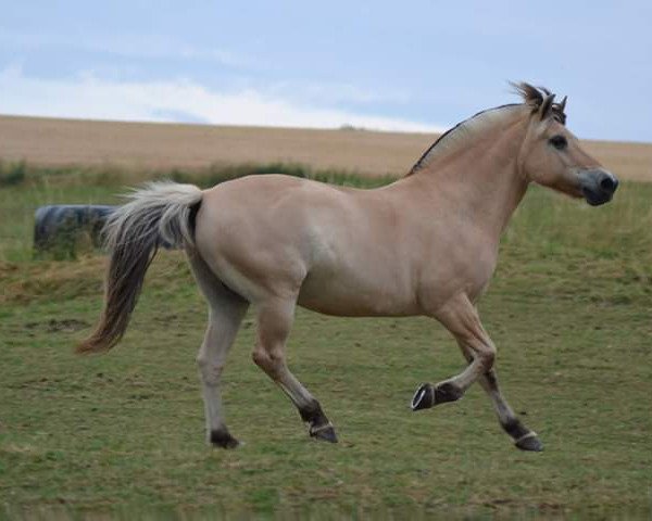dressage horse Jack (Fjord Horse, 1996, from Jesco)
