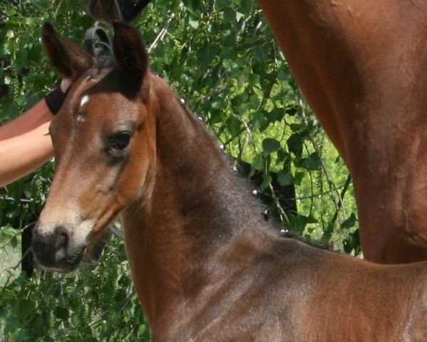 Pferd Dascaparo (Oldenburger, 2020, von Danone 4)