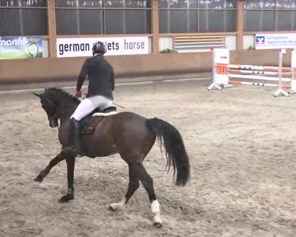 Reitturnier Dettingen 2016