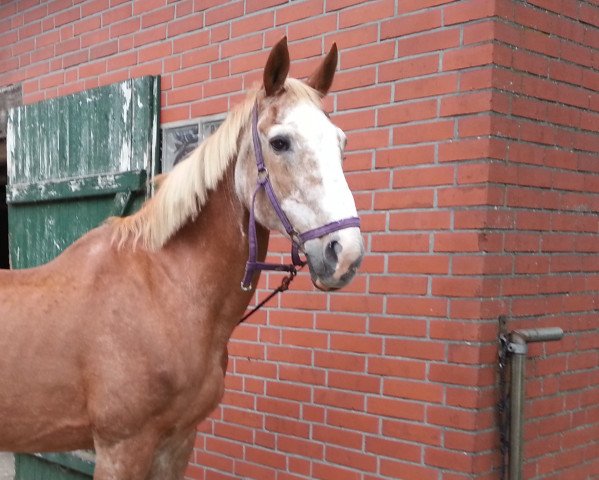 horse Balou 41 (Hanoverian, 1986, from Bumerang)