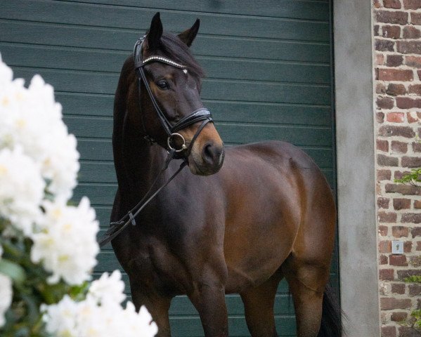 Zuchtstute Malibu 138 (Oldenburger Springpferd, 2015, von Monti Obolensky)