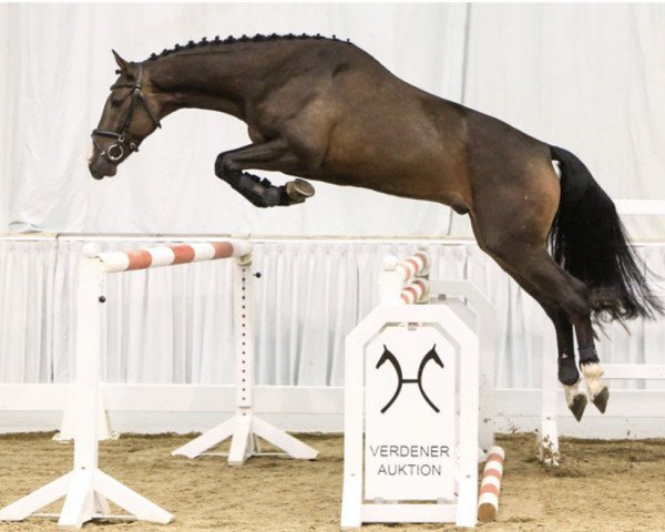 Springpferd Can Do 12 (Hannoveraner, 2015, von Canstakko)