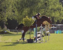 Springpferd Canabis 'B' (Belgisches Warmblut, 2002, von Up Chiqui)