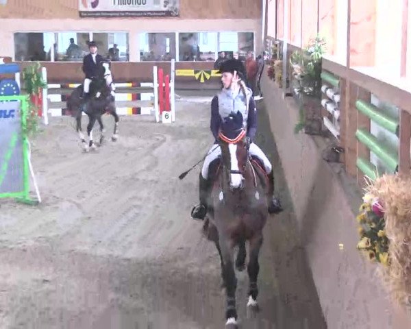 Reitturnier Dettingen 2016
