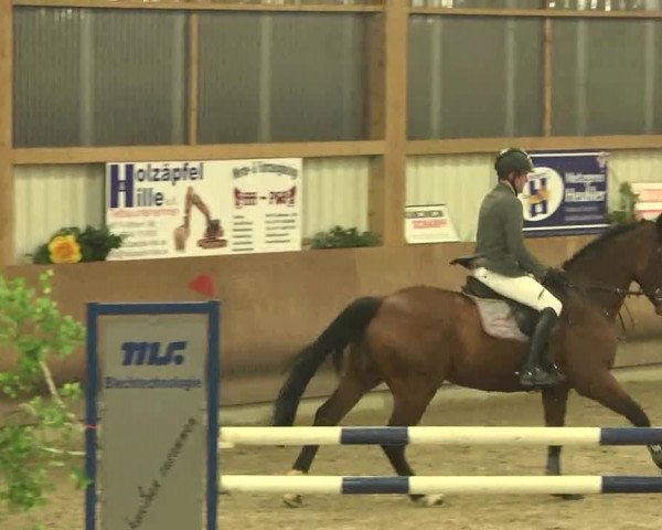 Reitturnier Dettingen 2016