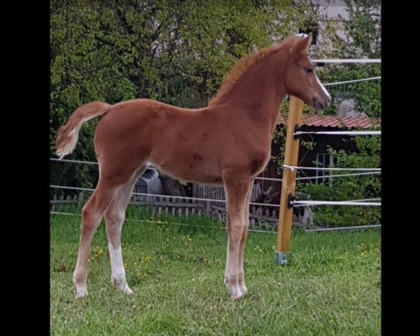 horse Ulani (Württemberger, 2019, from Untouchable)