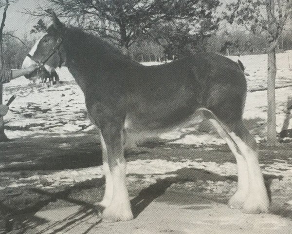 broodmare Rock and Rail Elan (Clydesdale, 2010, from Plunton Tearlach Suibhne)