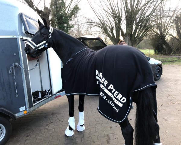 horse Quantina 5 (German Warmblood, 2012, from Quadroneur)