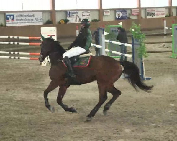 Reitturnier Dettingen 2016