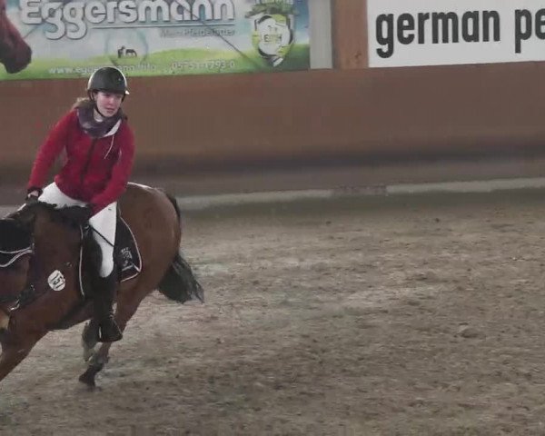 Reitturnier Dettingen 2016