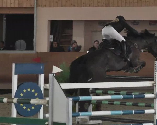 Reitturnier Dettingen 2016
