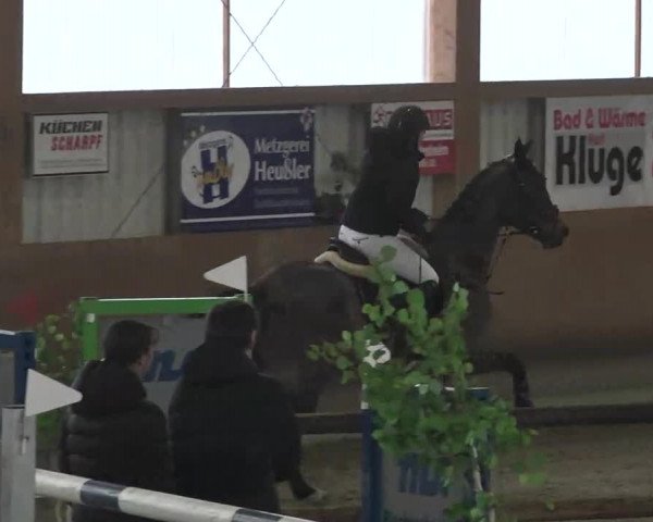Reitturnier Dettingen 2016