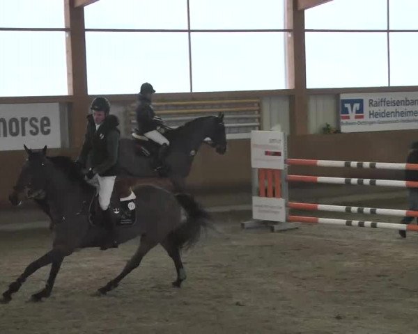 Reitturnier Dettingen 2016