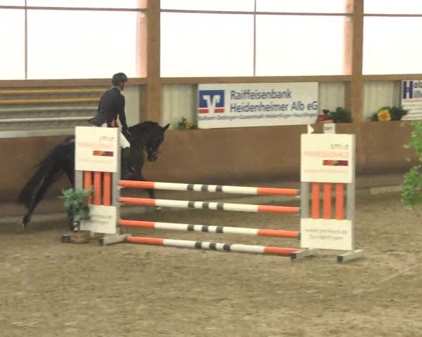 Reitturnier Dettingen 2016