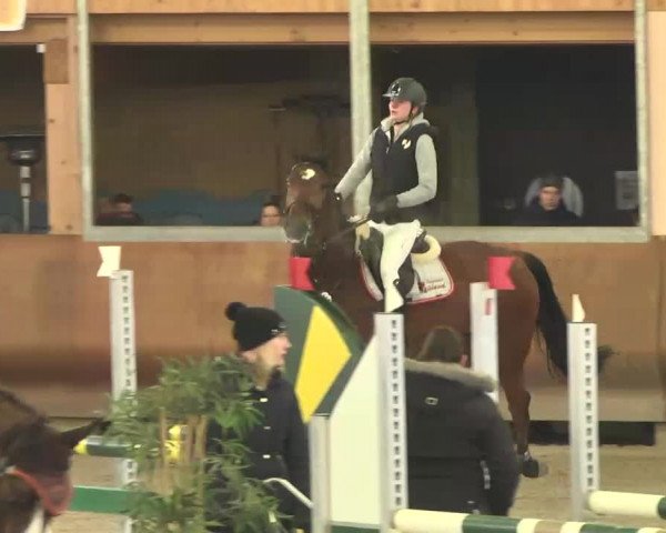 Reitturnier Dettingen 2016
