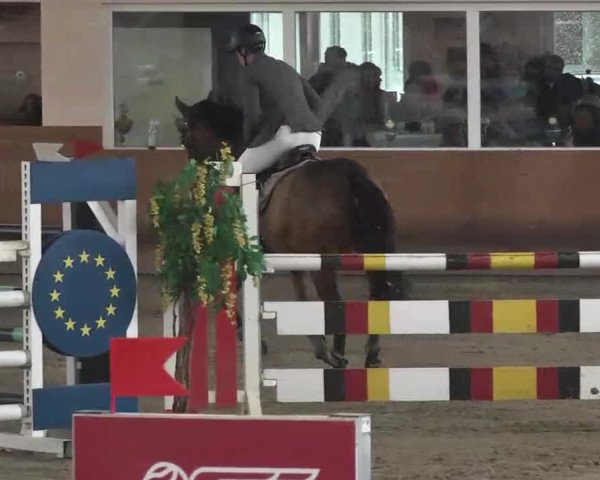 Reitturnier Dettingen 2016