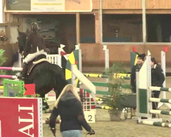 Reitturnier Dettingen 2016