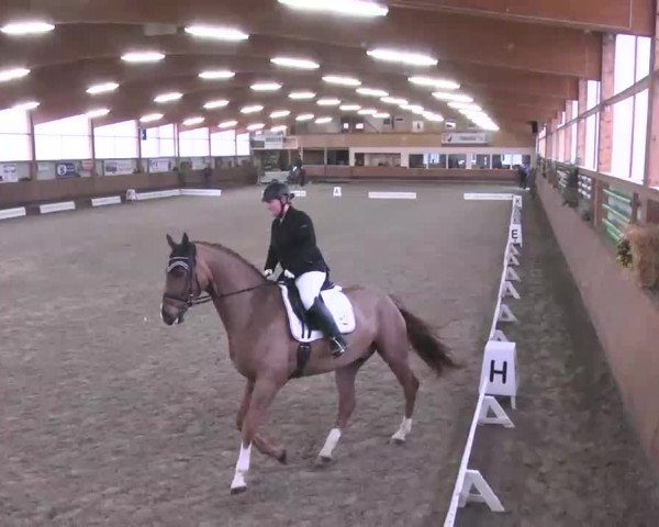 Reitturnier Dettingen 2016