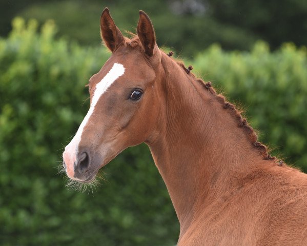 Pferd Scully 48 (Westfale, 2020, von Selectric)
