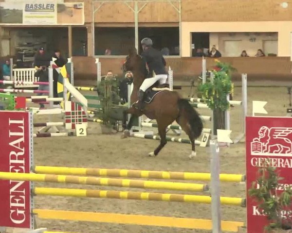 Reitturnier Dettingen 2016