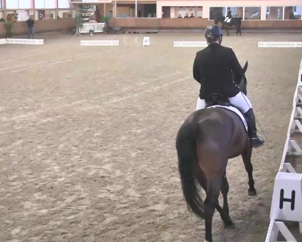 Reitturnier Dettingen 2016