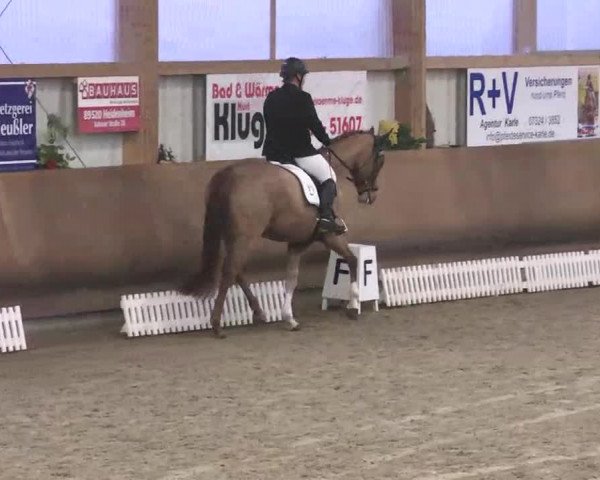 Reitturnier Dettingen 2016