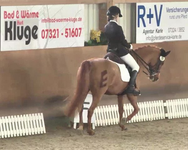 Reitturnier Dettingen 2016