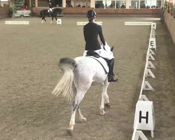 Reitturnier Dettingen 2016