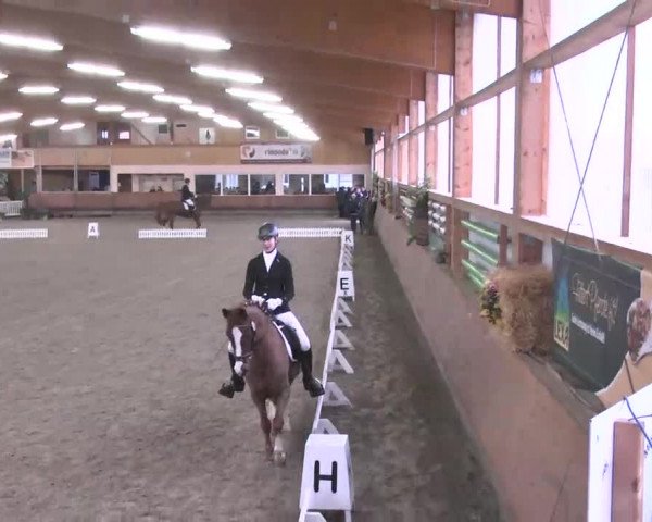 Reitturnier Dettingen 2016