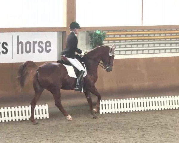 Reitturnier Dettingen 2016