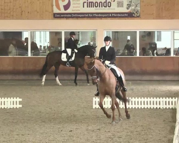 Reitturnier Dettingen 2016