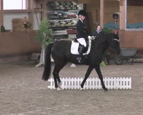 Reitturnier Dettingen 2016