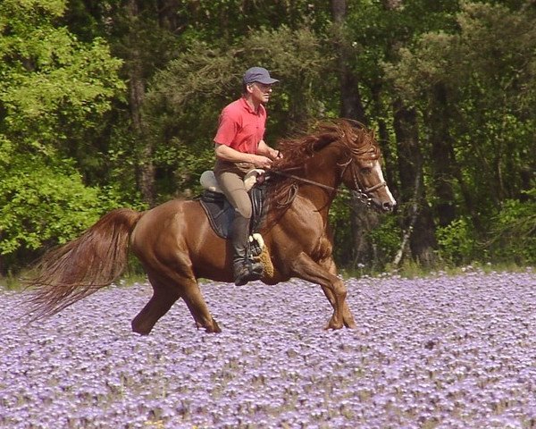 stallion Towaresh ox (Arabian purebred, 1996, from Drakon 1985 ox)