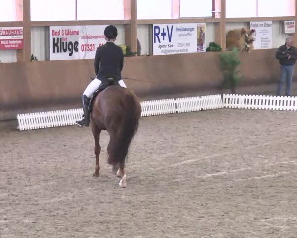 Reitturnier Dettingen 2016