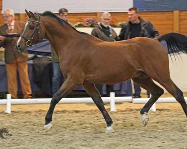 stallion GORKY II ox (Arabian purebred, 1995, from Gusar 1984 ox)