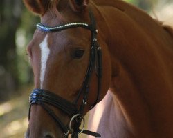 Pferd Irlande van de Paarden Hoeven (Belgisches Warmblut, 2008)