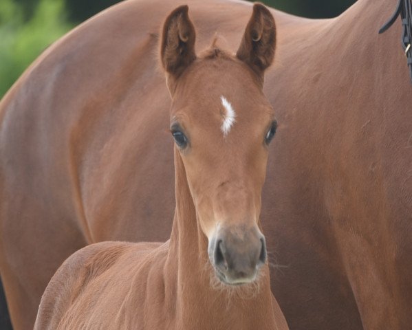 Pferd LuvLucky VieDo GH (Westfale, 2020, von La Vie)