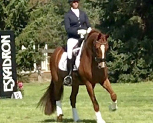 Pferd Sir Paul 16 (Westfale, 2015, von Sir Heinrich OLD)