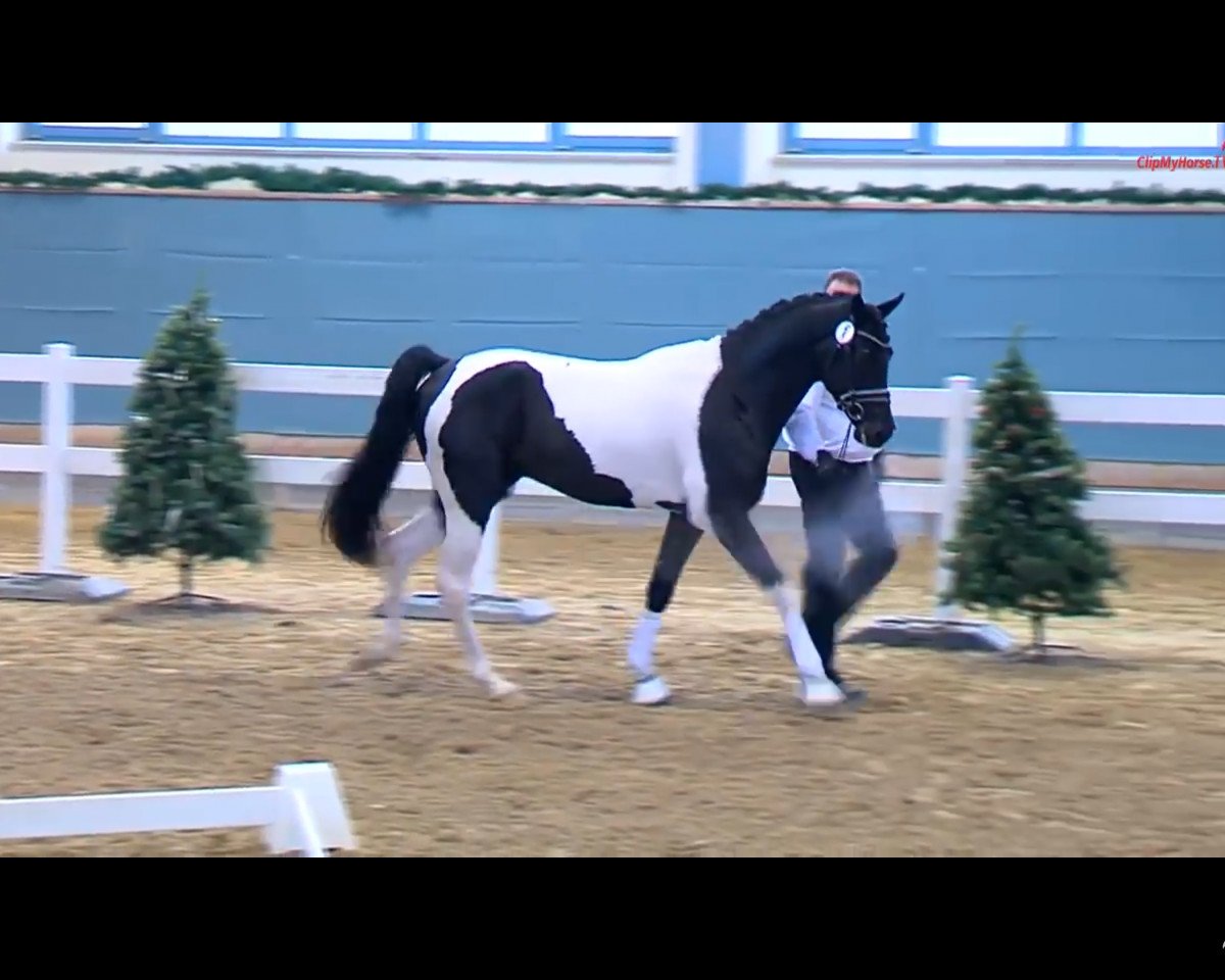 Deckhengst Classico Deluxe C (Deutsches Reitpferd, 2016, von Cadeau Noir)
