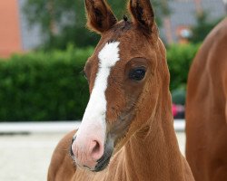 horse Hengst von Diamond Deluxe 3 (Westphalian, 2020, from Diamond Deluxe)