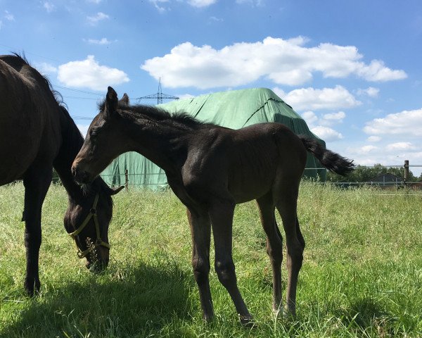 horse Stute von For Gold / El Bundy (Hanoverian, 2019, from For Gold OLD)