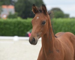 horse Faldessarini (Westphalian, 2020, from First Deal)