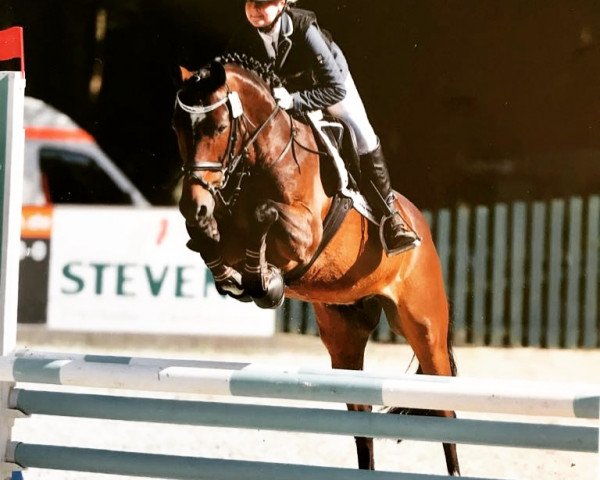 Dressurpferd Bruno Banani 10 (Deutsches Reitpony, 2010, von Beach Boy)