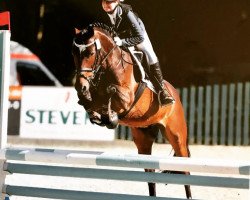 dressage horse Bruno Banani 10 (German Riding Pony, 2010, from Beach Boy)