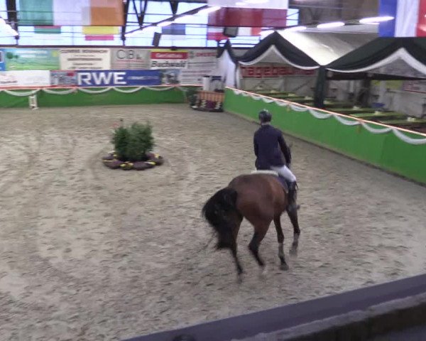 Keppelner Springpferdemeeting 2016