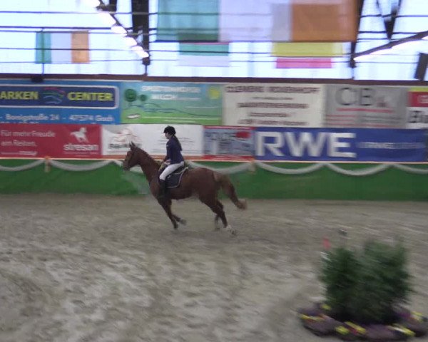 Keppelner Springpferdemeeting 2016