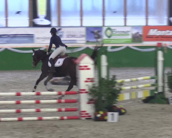 Keppelner Springpferdemeeting 2016